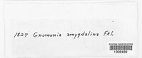 Gnomonia amygdalinae image